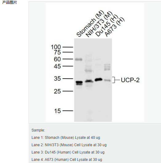 6052be48873d6.png image.png