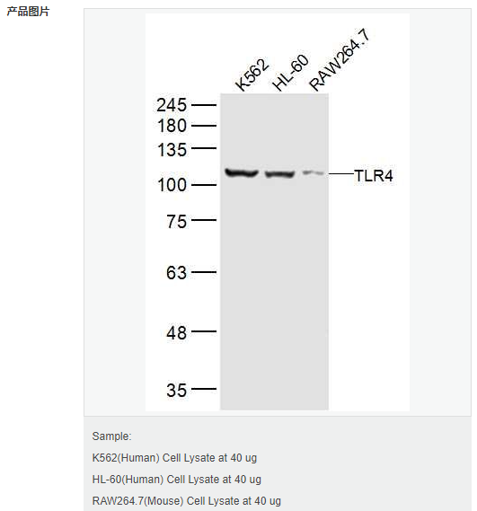 6058043727c42.png image.png